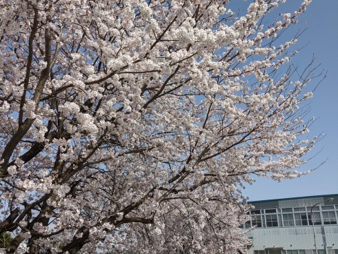 会社の桜が満開です