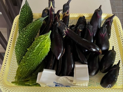 いしけんファーム 収穫した野菜を社員に配布